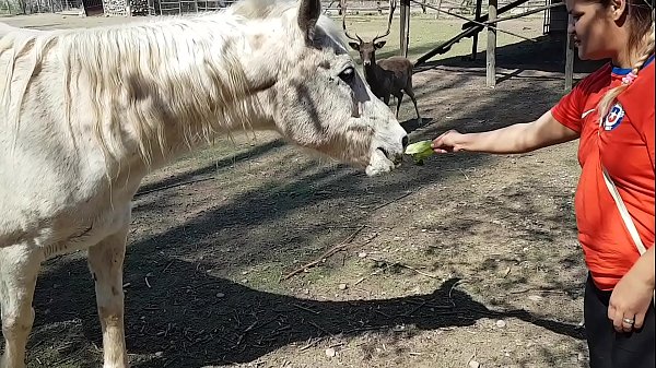 Fuvked by horse