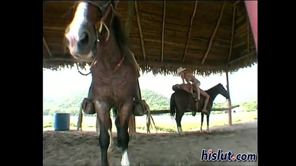 Horse ejaculation video