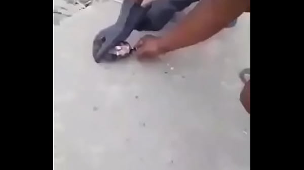 Rat pussy