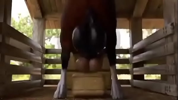Horse hung boy